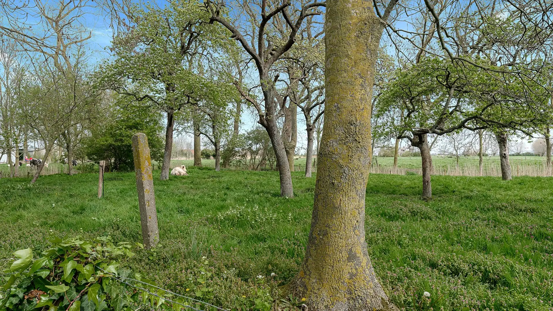 Breed huis met veel charme vlakbij De Haan foto 3