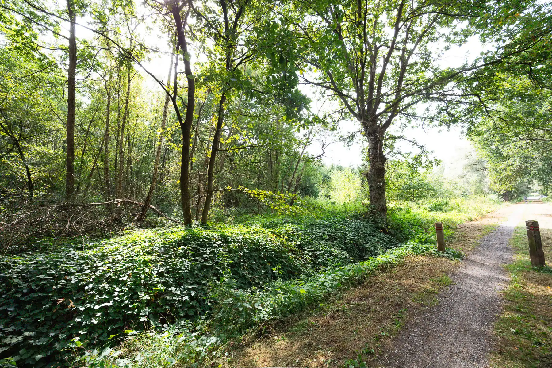Prachtig stuk natuur foto 4