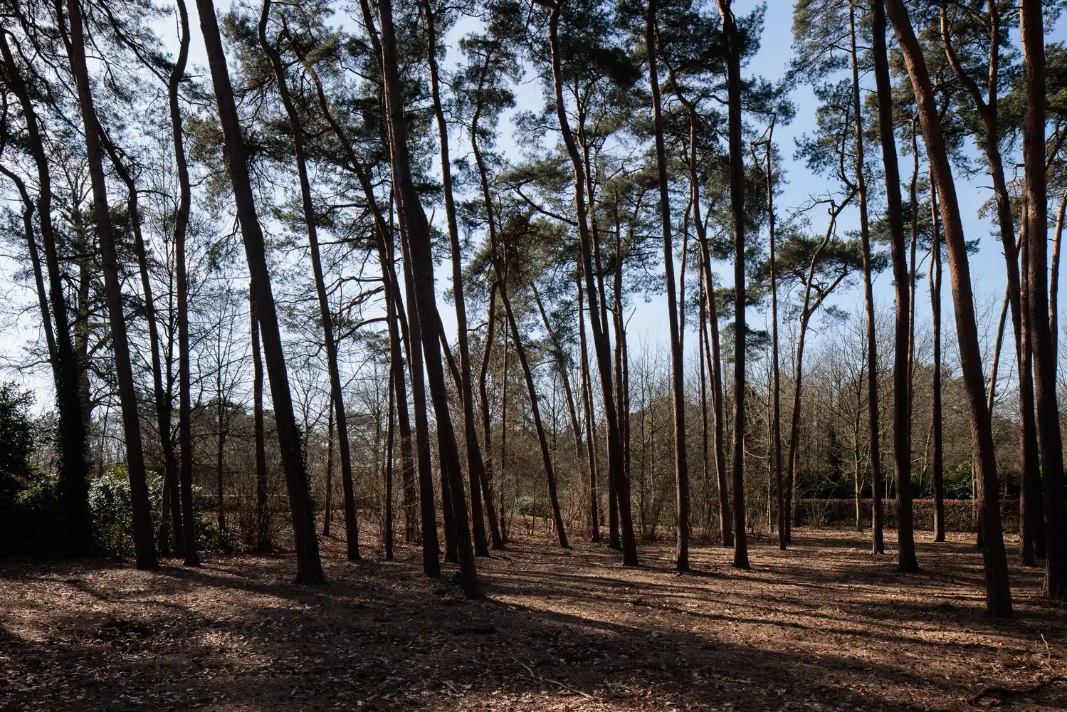 Architecturale woning op een perceel van ca. 6.395 m² foto 7