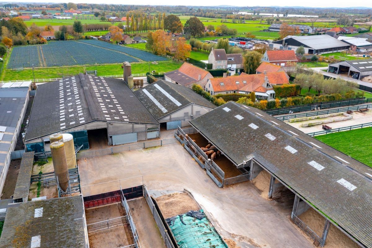 Groot vleesveebedrijf te koop te Diksmuide foto 4