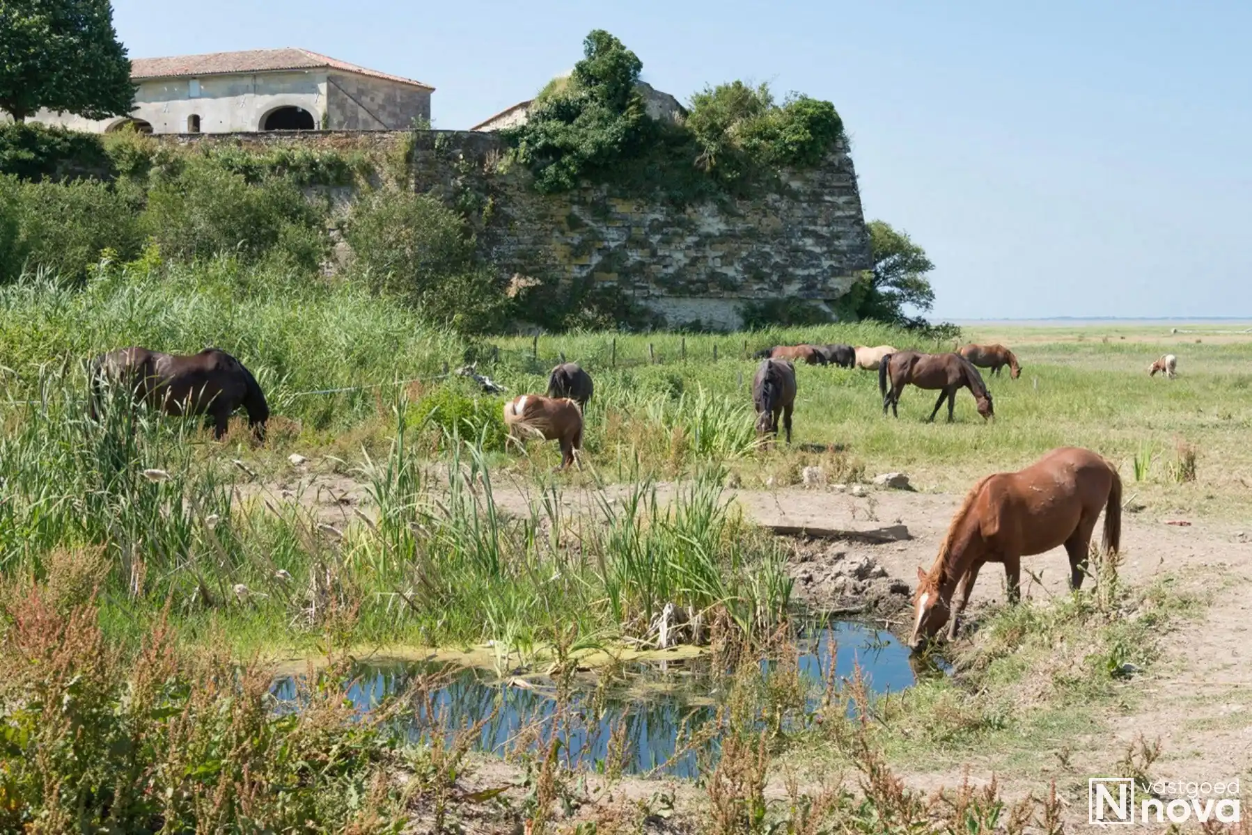 Leven als god in de Franse natuur. foto 41