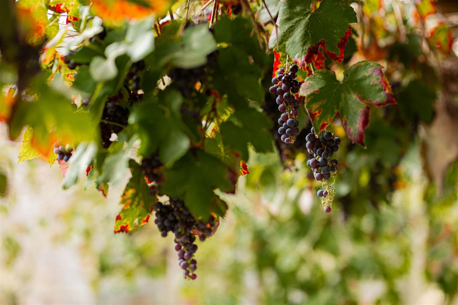 Charmante hoeve met tal van mogelijkheden! foto 4