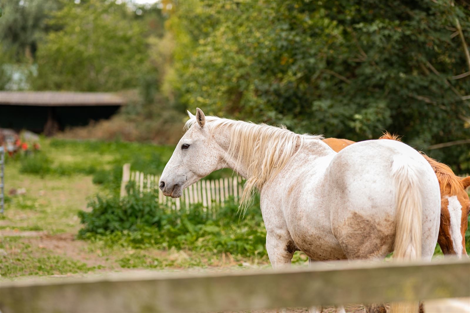 Charmante hoeve met tal van mogelijkheden! foto 4