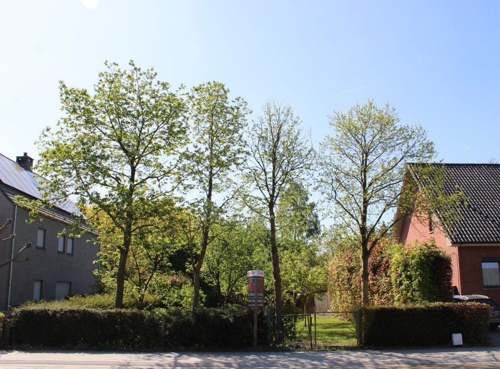 Zeer mooie bouwgrond op gunstige ligging foto {{pictureIndex}}