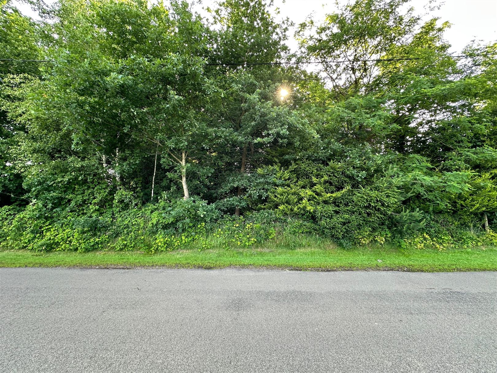 TE KOOP: Weiland van 1,08 ha te Beverlo! foto 4