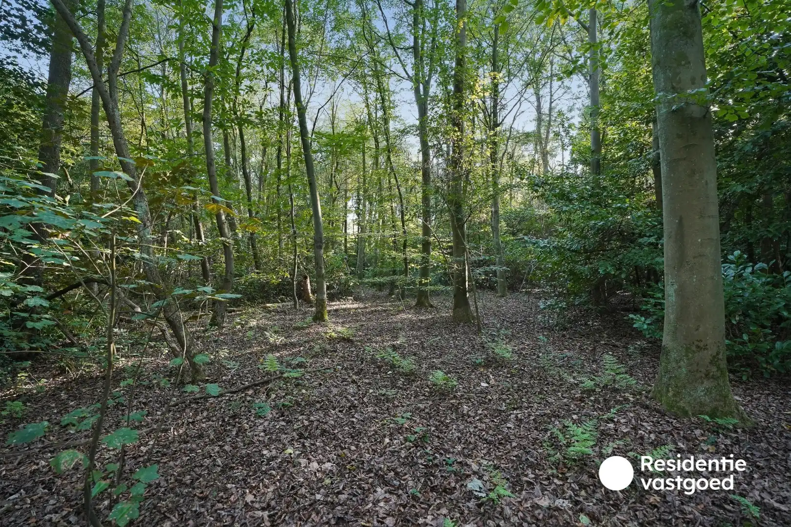Bosgrond van 4.193 m² op rustige ligging in Sijsele foto 4