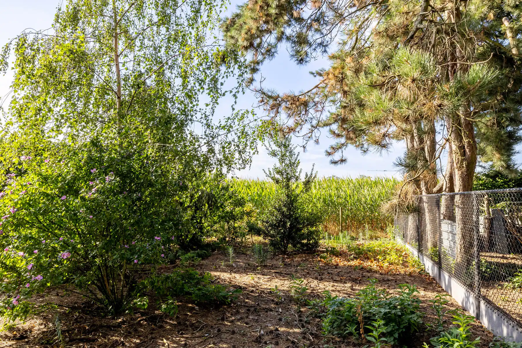 Renovatieproject met 3 slaapkamers, garage en tuin 800 m² foto 9