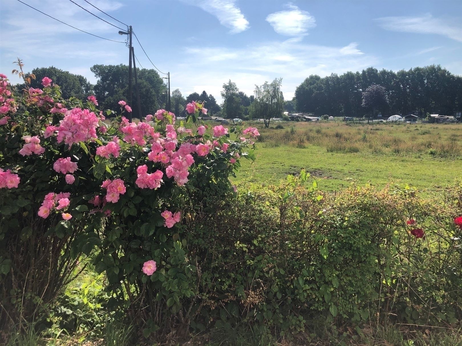 Half open bouwgrond aan het natuurgebied FORT VAN MERKSEM. foto 4