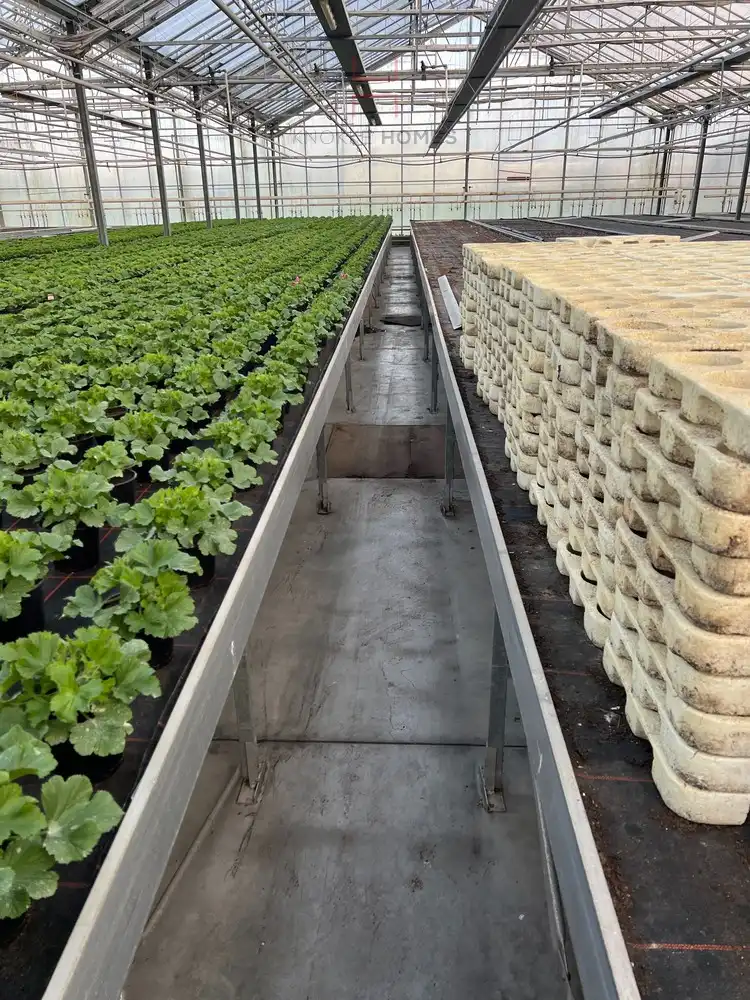 Ca.5.000 m2 serres met loods - bestemd voor agrarische doeleinden. foto 14