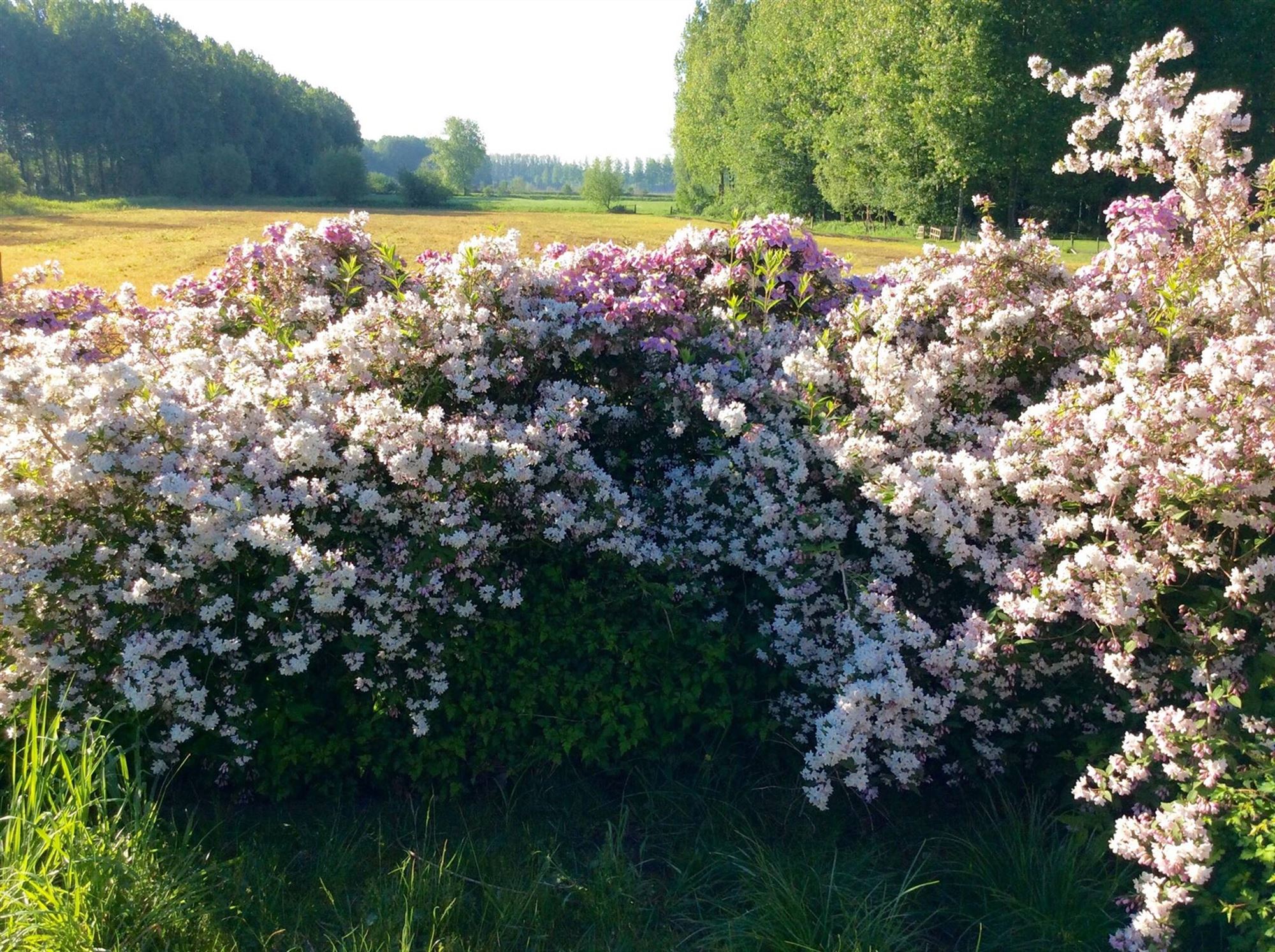 Toffe gezinswoning met 4 slaapkamers en mooie tuin foto 29