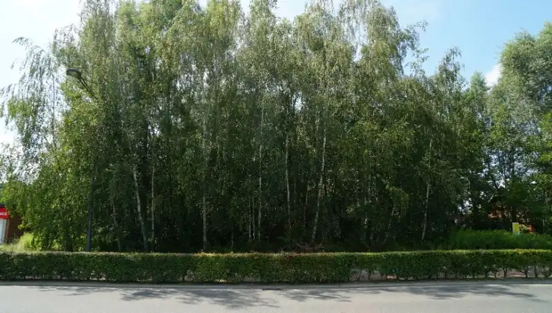 Bouwgrond 8 are 50 ca voor open bebouwing vlakbij centrum en met mooi achterzicht op groene omgeving foto 5