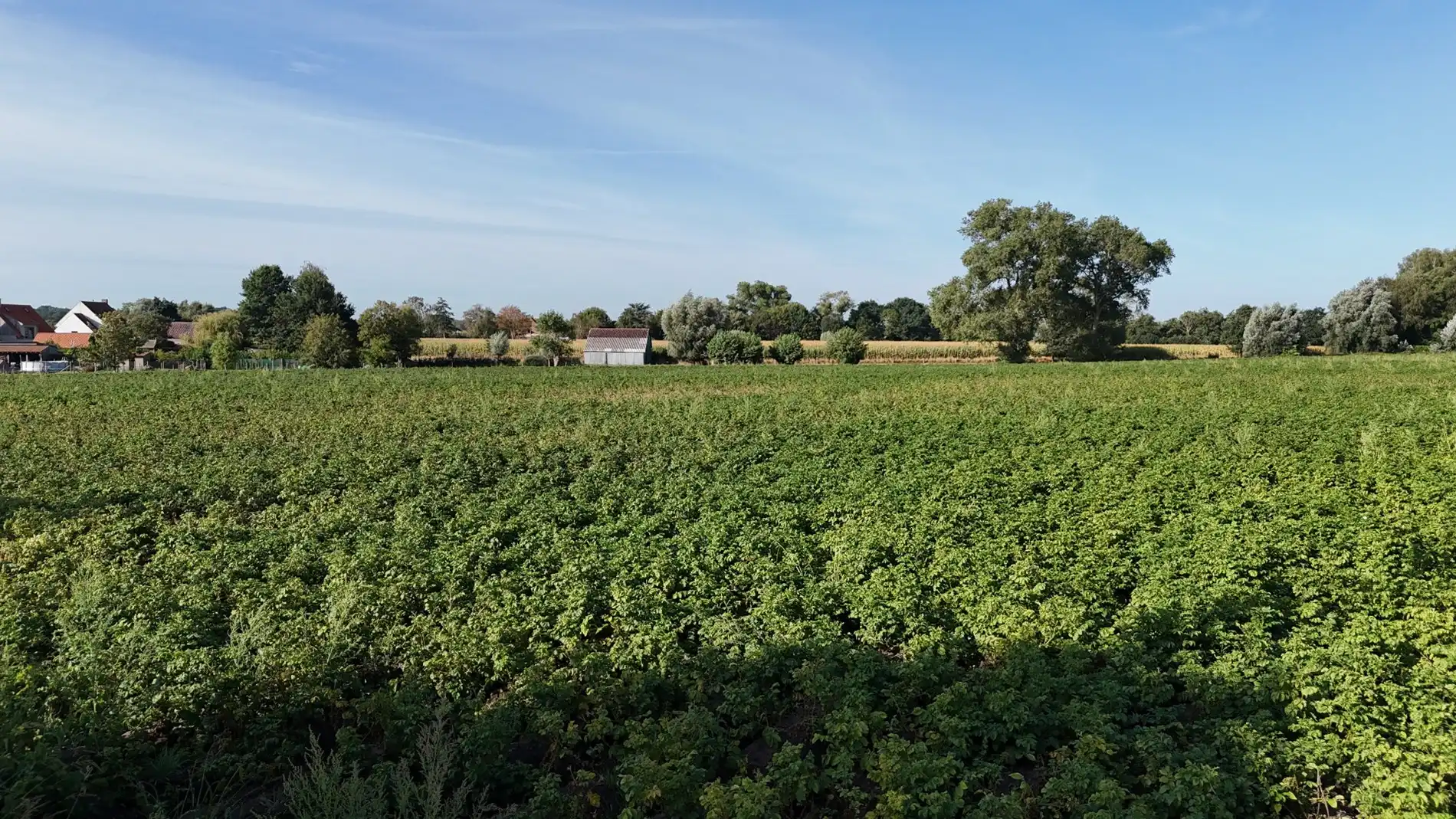 Landbouwgrond te koop van 2,88 ha te Koekelare Vrij van pacht na seizoen foto 11