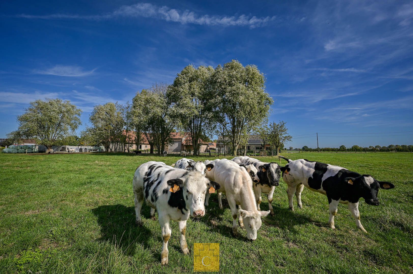 Boerderij met nieuwbouwloods (+400M2) en woning op 11.776 m² foto 4