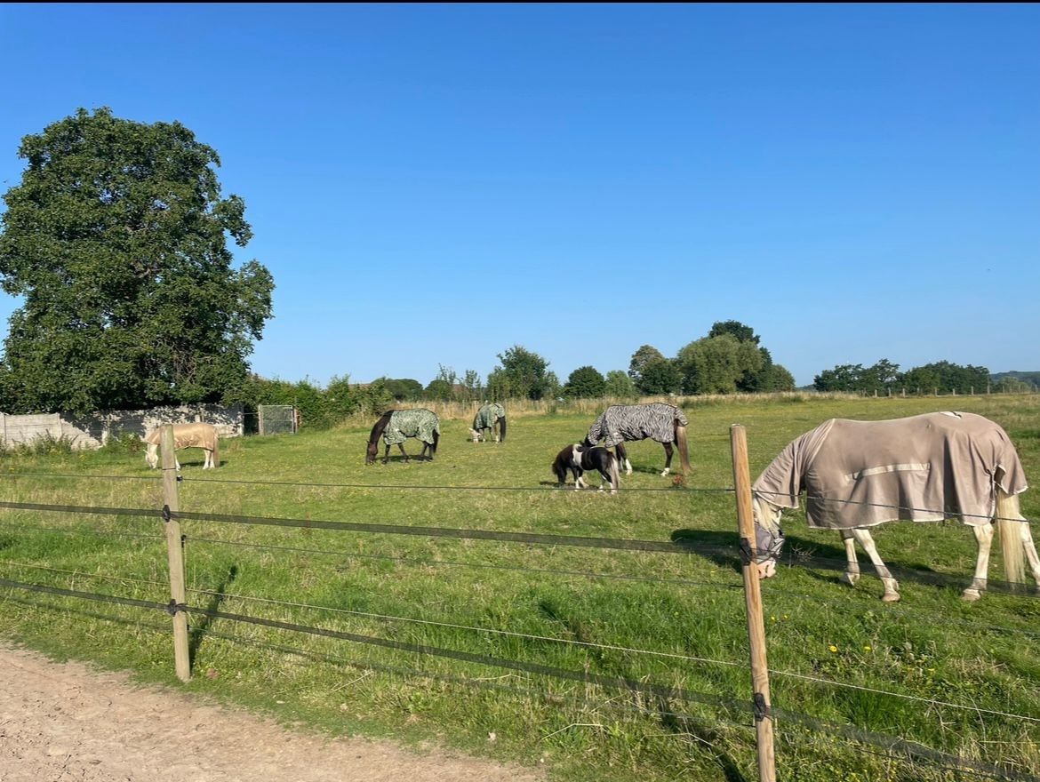 gezellige woning met WEIDE, paardenstallen en PRAKTIJKRUIMTE foto 3