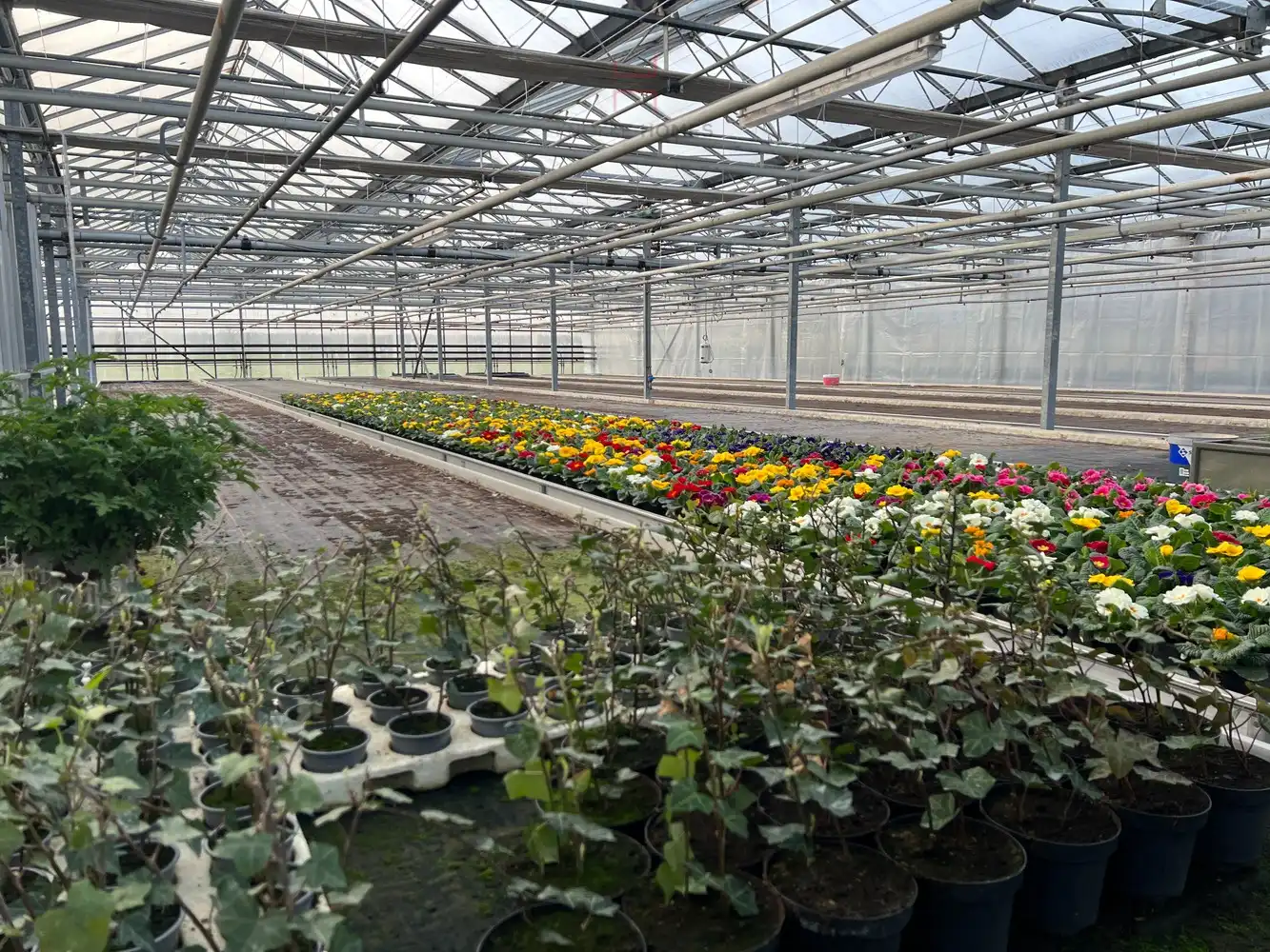 Ca.5.000 m2 serres met loods - bestemd voor agrarische doeleinden. foto 10