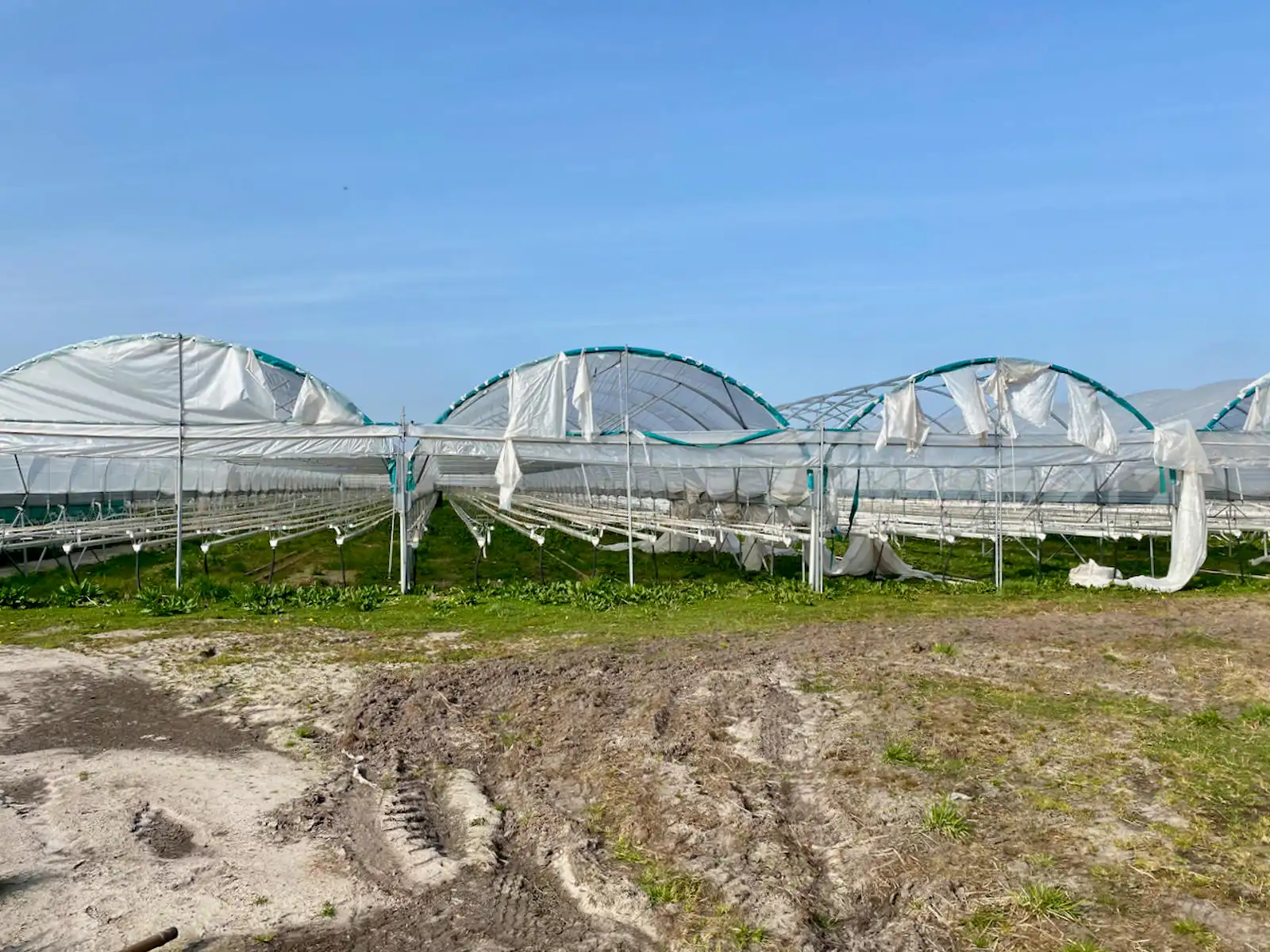 Tuinbouwbedrijf foto 3