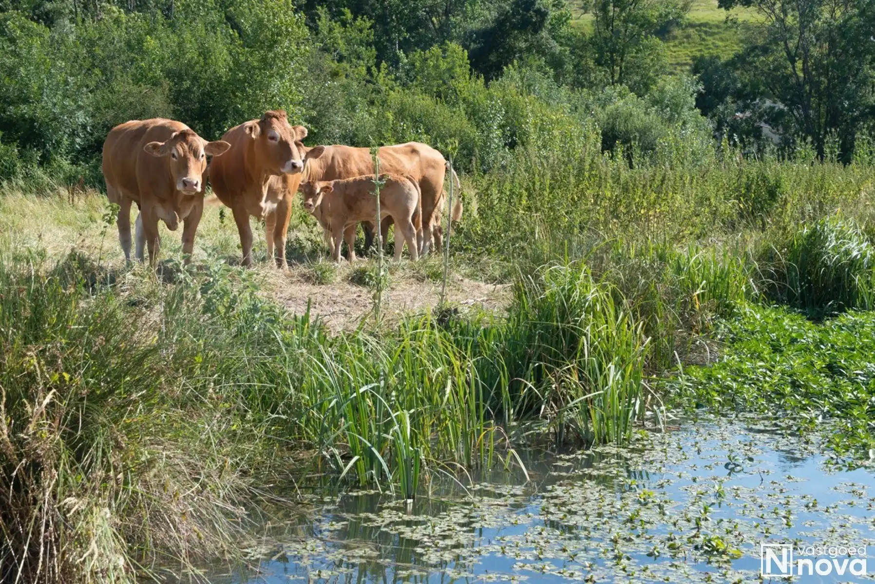 Leven als god in de Franse natuur. foto 39
