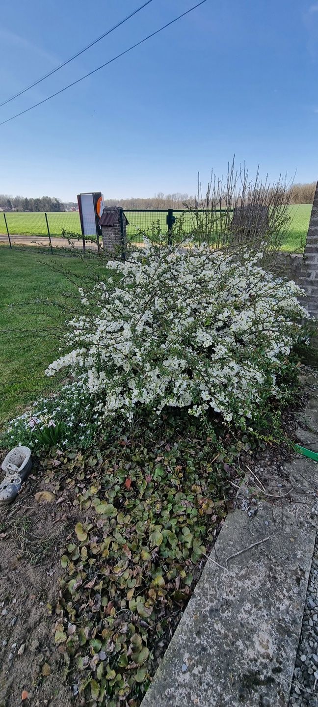 BEKKEVOORT - Landelijk gelegen woning op 65a90 foto 23