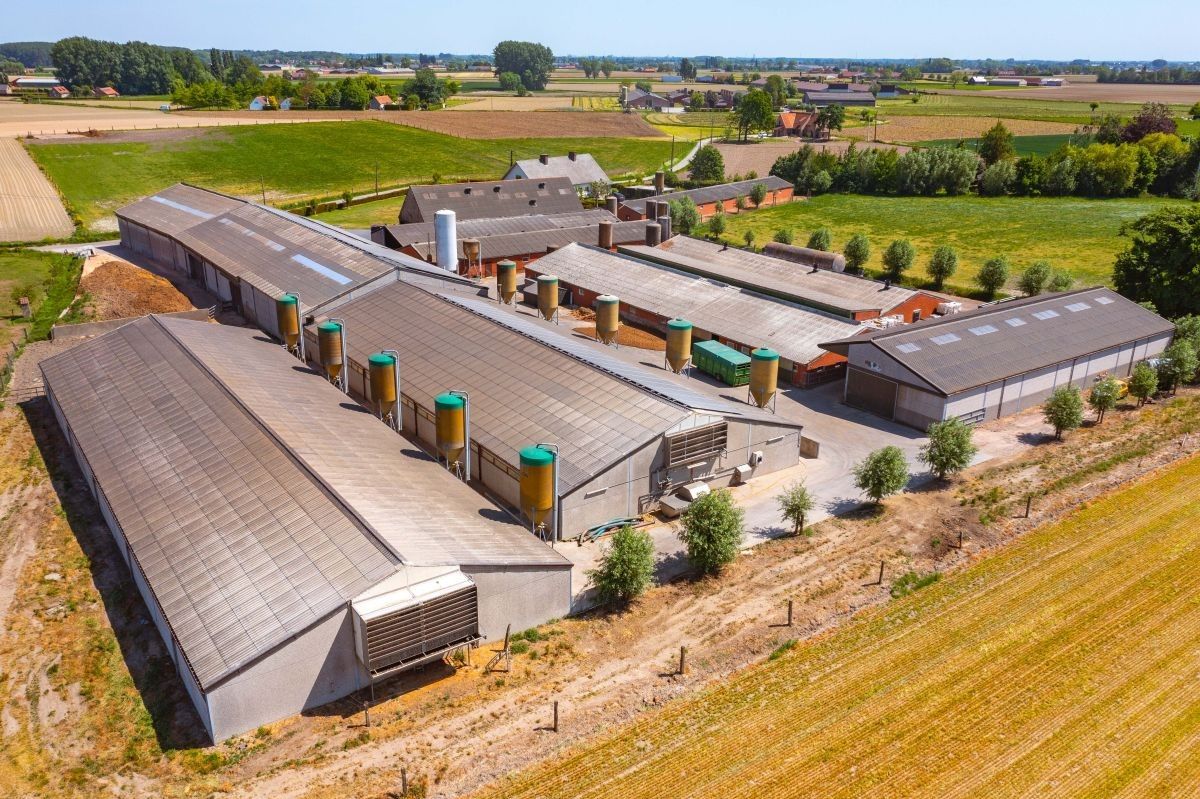 Rundvee- en varkensbedrijf te koop te Kanegem-Tielt foto 6