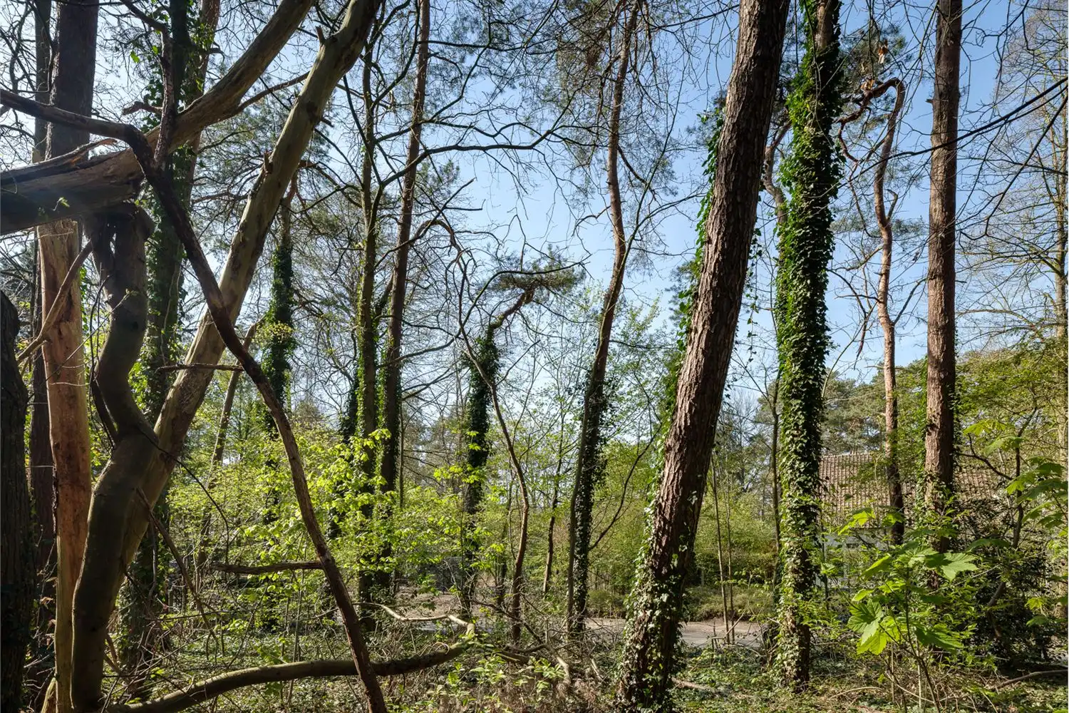 Bouwgrond van ca. 2.021m2 met zuidelijke oriëntatie foto 6