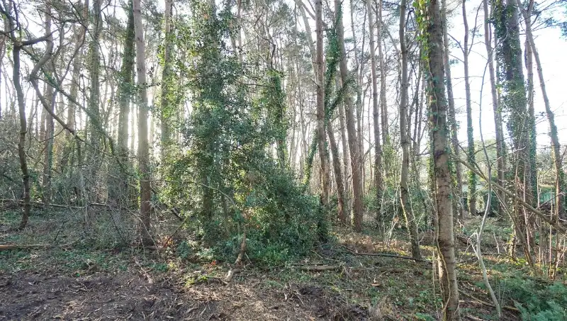 Residentieel gelegen bouwgrond van 31 are met 37 are bosgrond nabij golf- en meerdomein foto 8