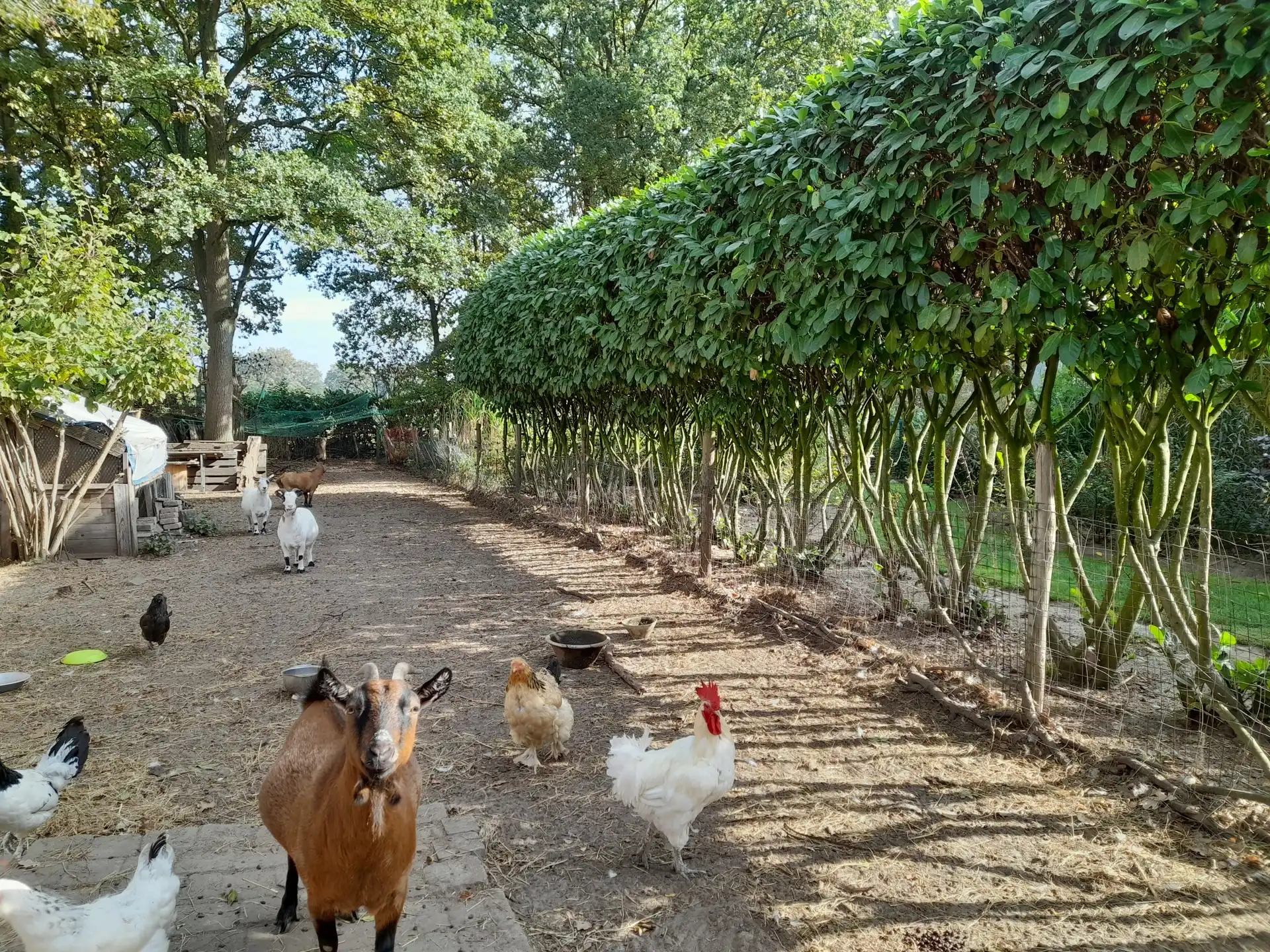 Langgevelhoeve met grote schuur, bakhuis en verwarmd zwembad foto 41