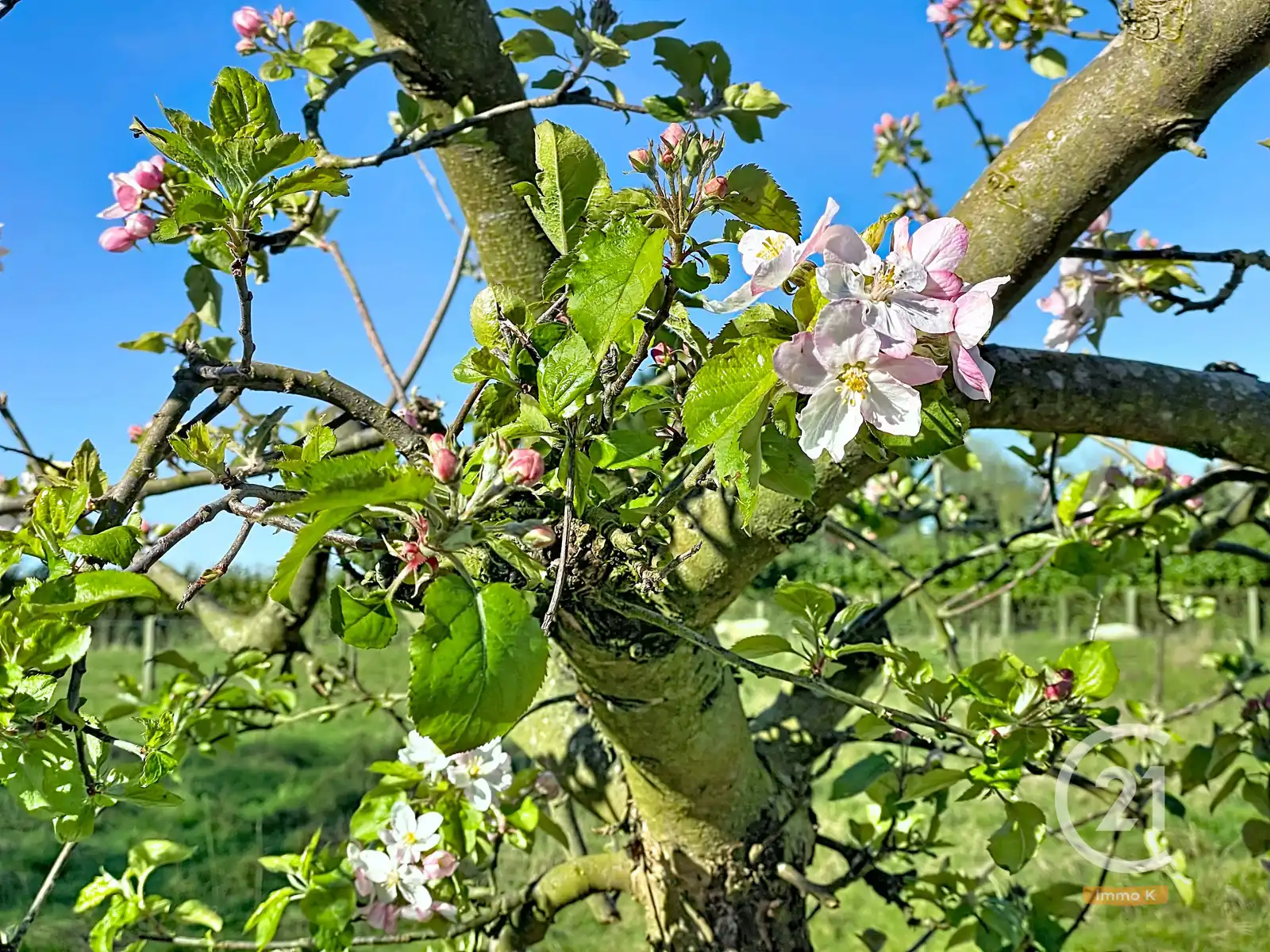 Knusse instapklare woning met ruime tuin en weide nabij E40 foto 26