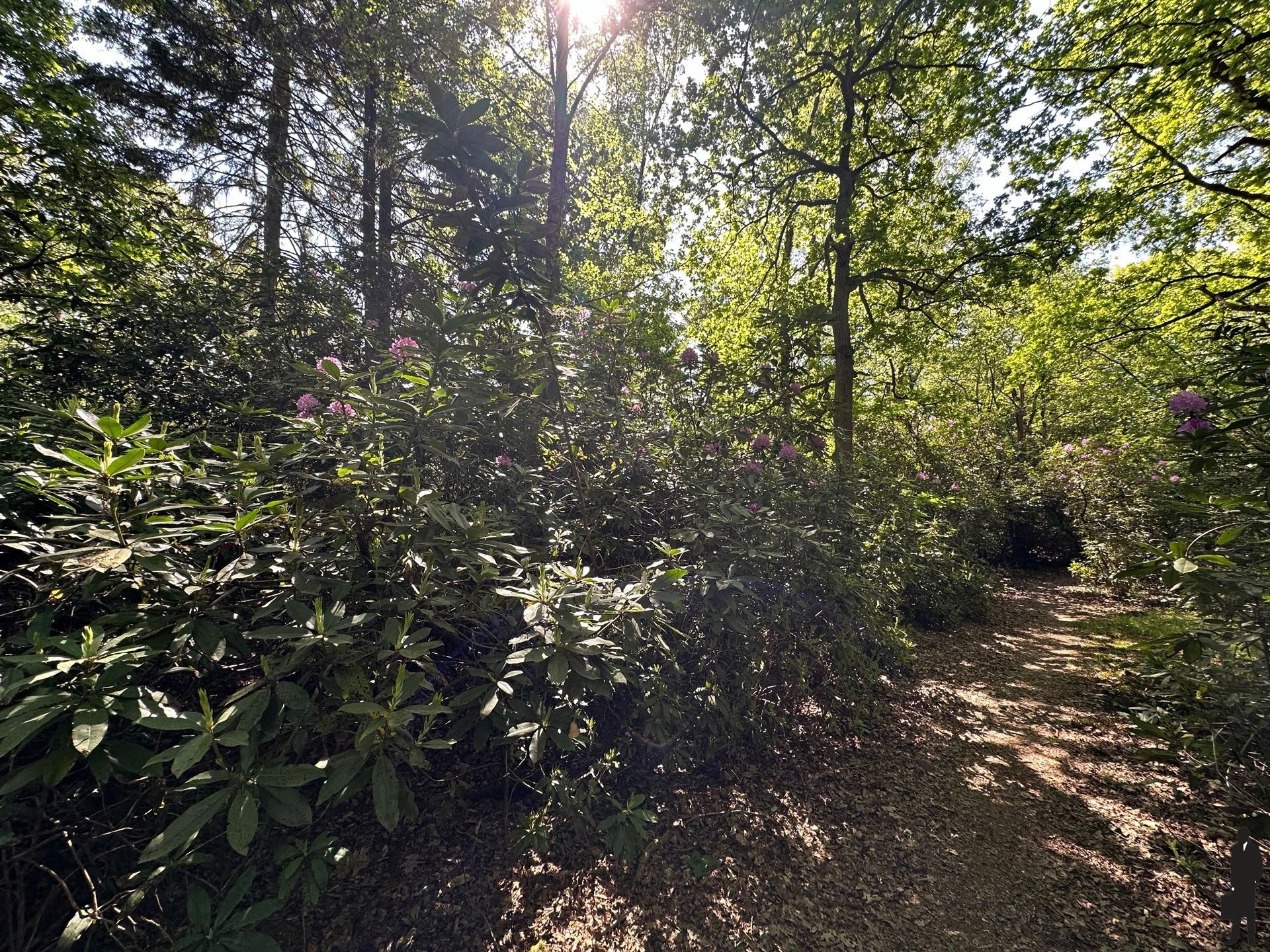Perceel bosgrond in de prachtige Rode Dreef te Gooreind foto 9