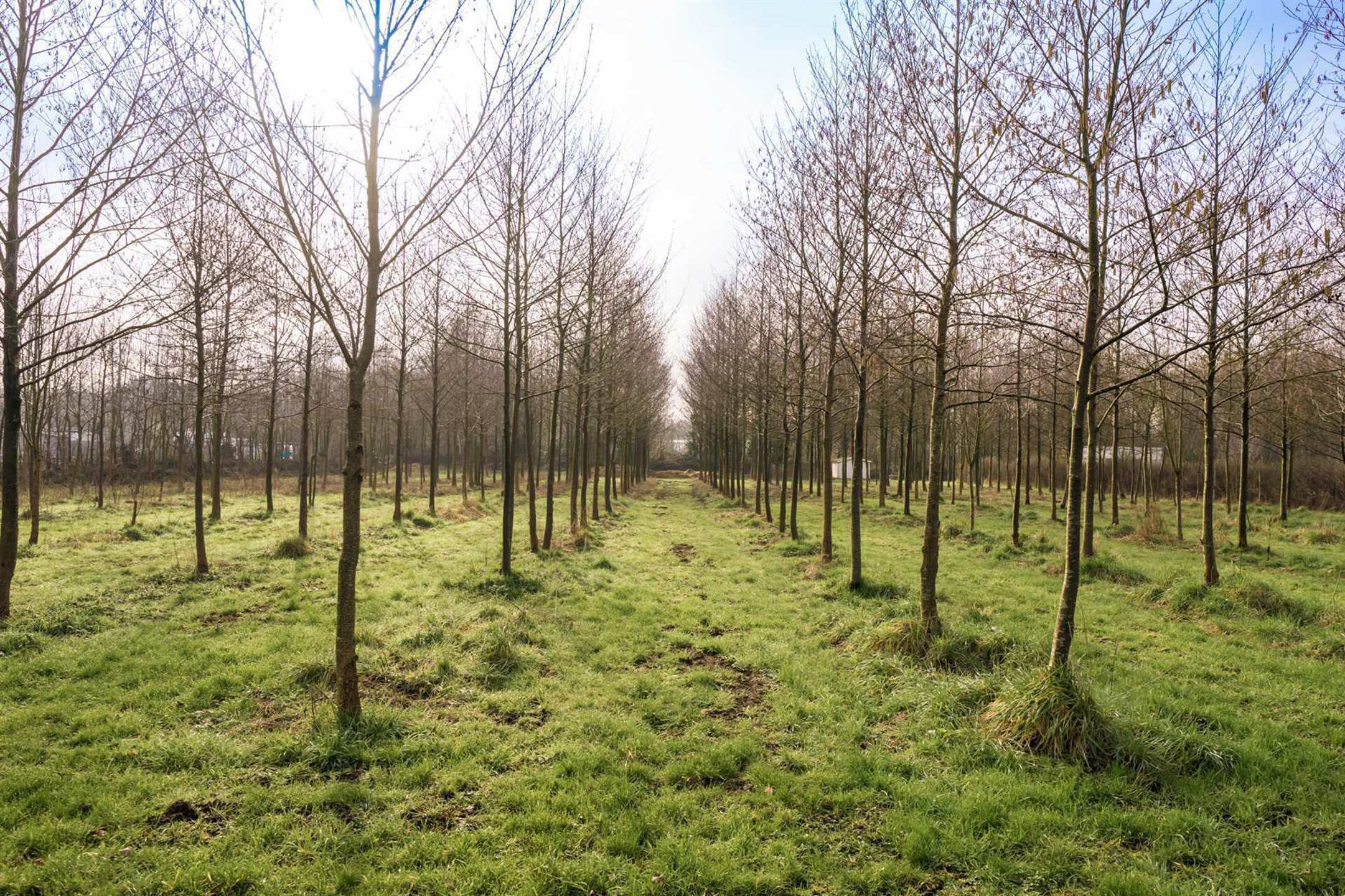 Uitzonderlijke kasteelvilla met siertuin en boomgaard foto 29