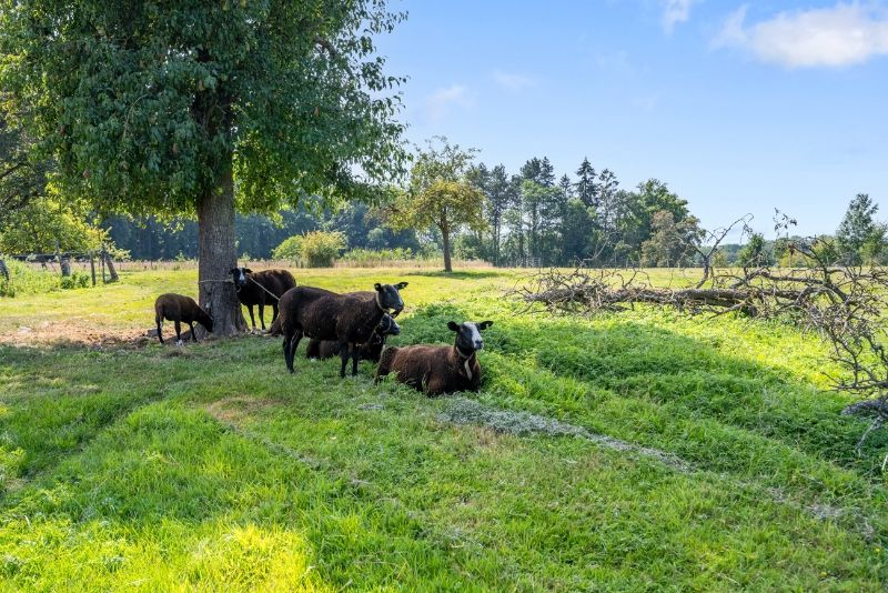 Te renoveren en te verbouwen authentieke vierkantshoeve uit de 18e eeuw foto 9