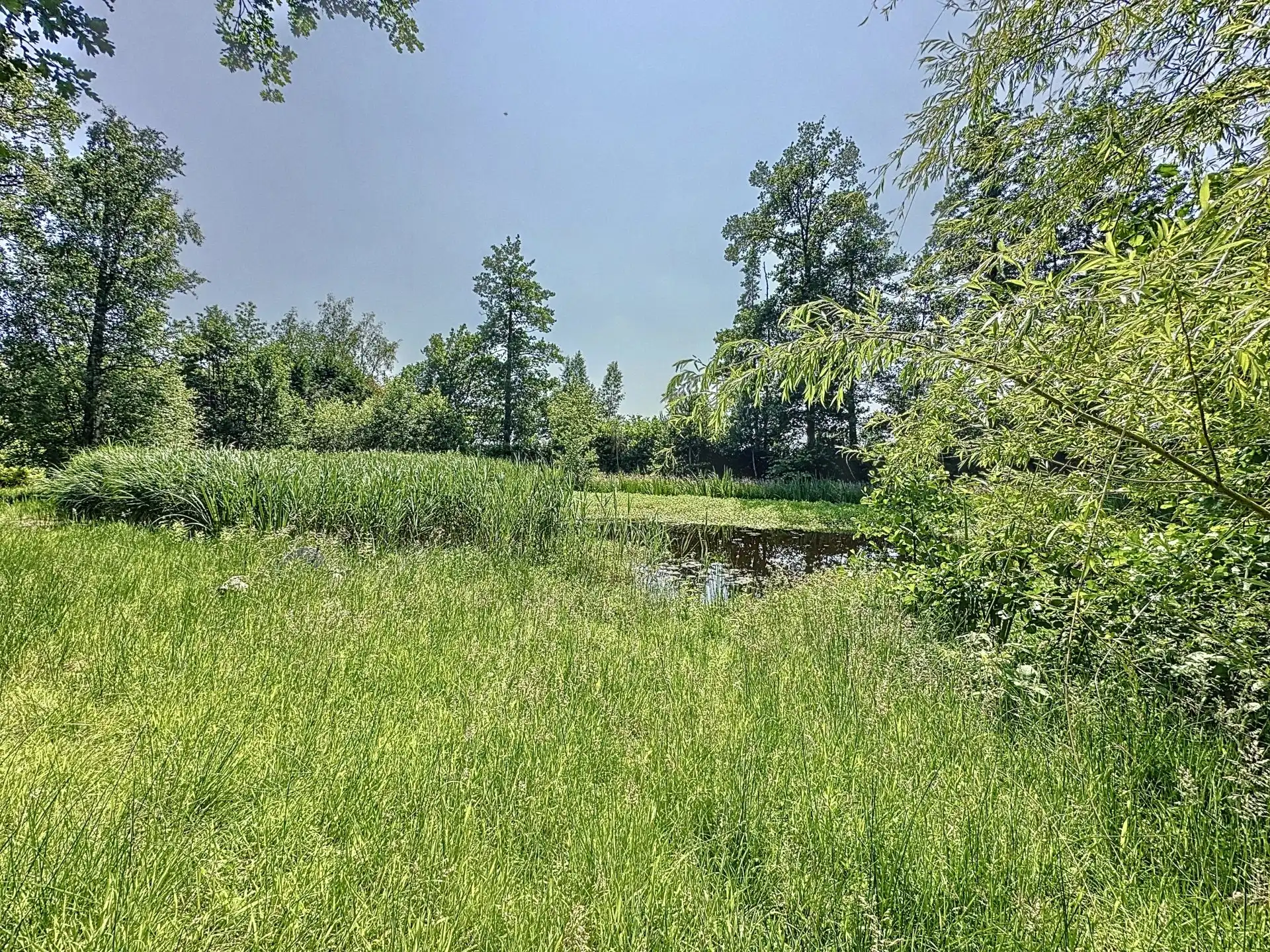 Uniek stuk recreatiegrond met vijver en bouwmogelijkheid – 2154 m². foto 7