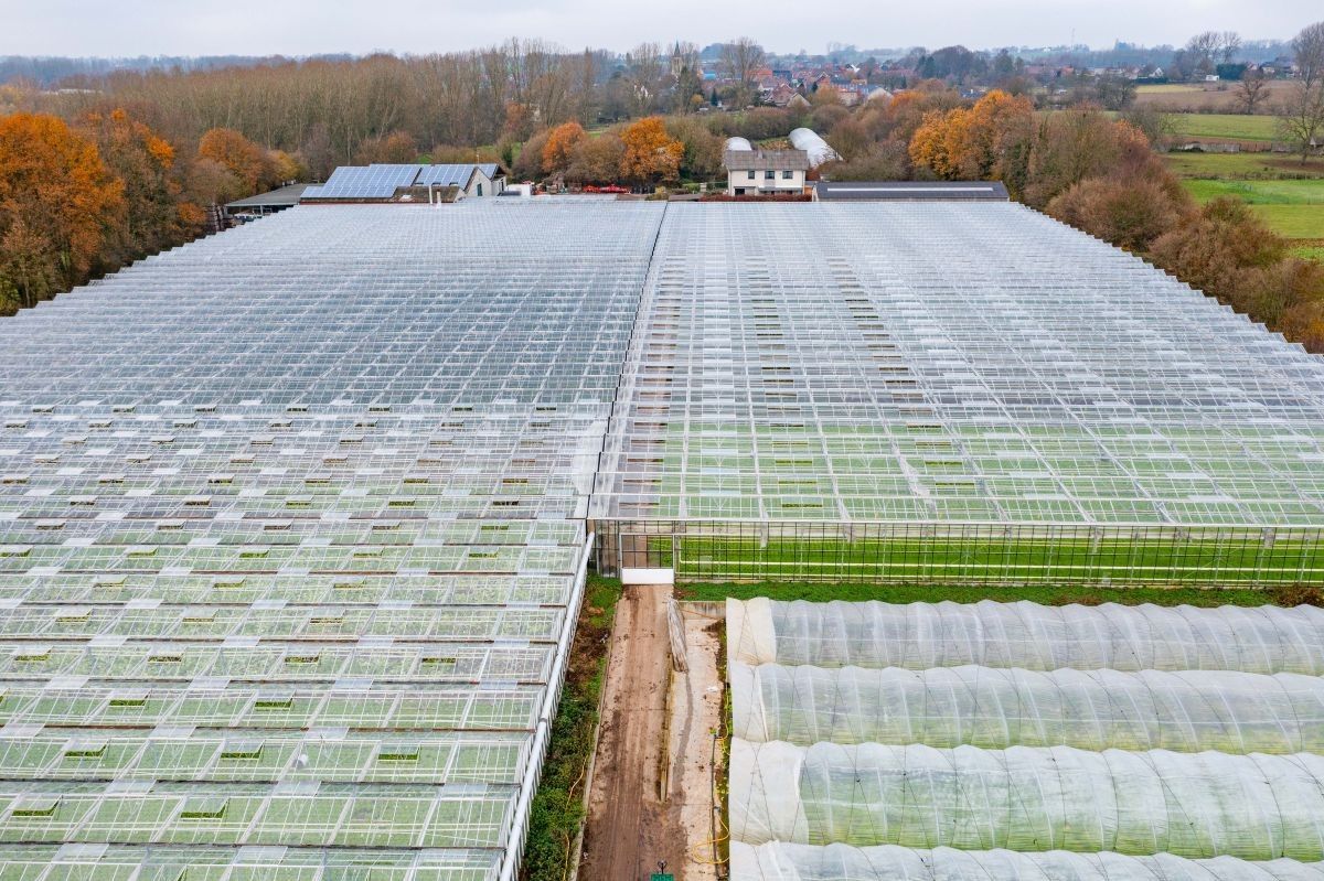 Groot serrebedrijf te koop te Lennik foto 6