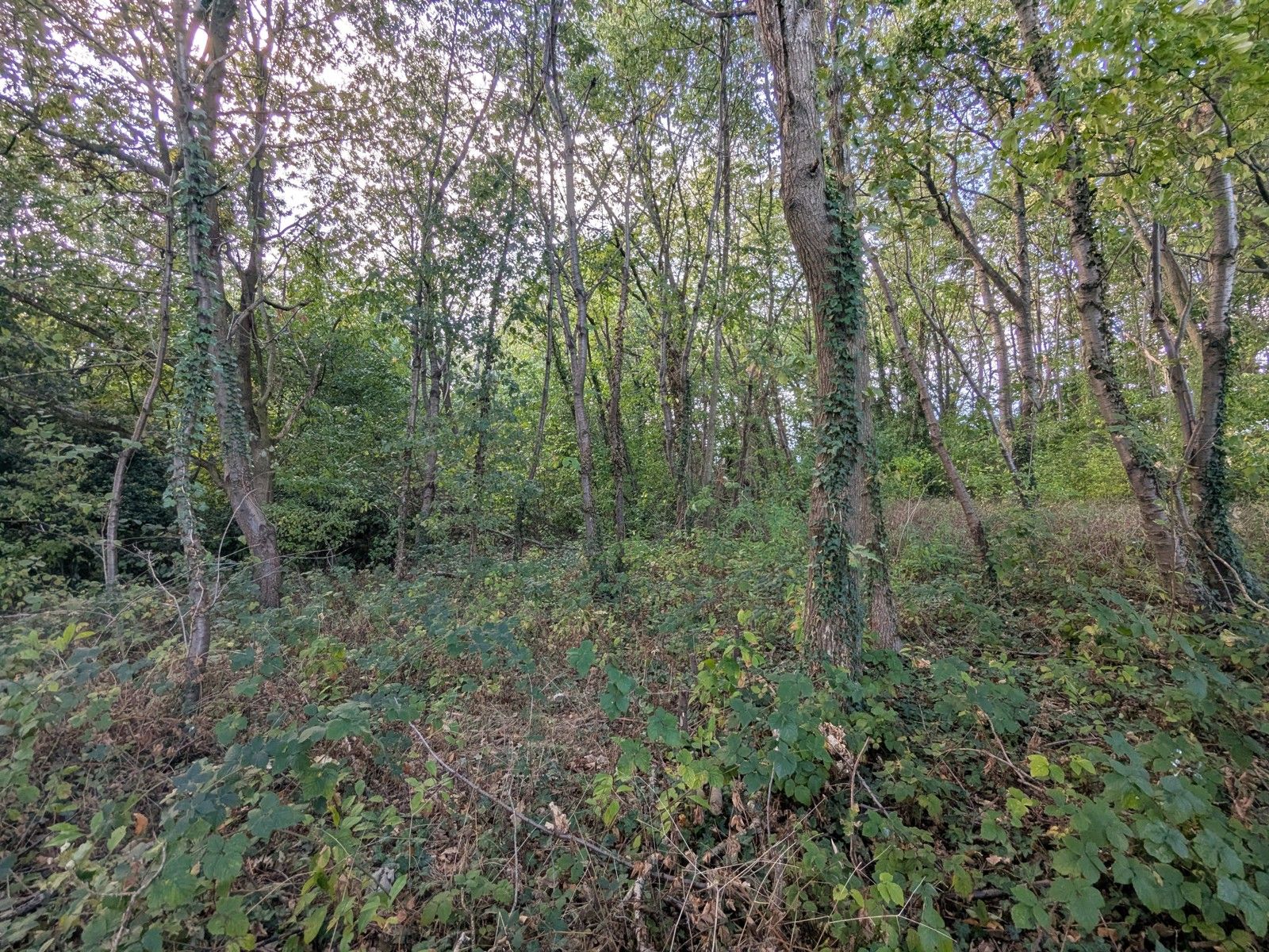 Grote hoeve A label met opslagplaats op perceel 3550m² foto 34