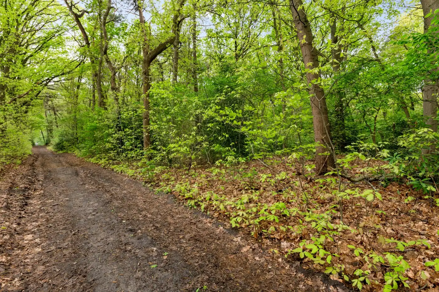 Perceel bosgrond van 1.000m² foto 6