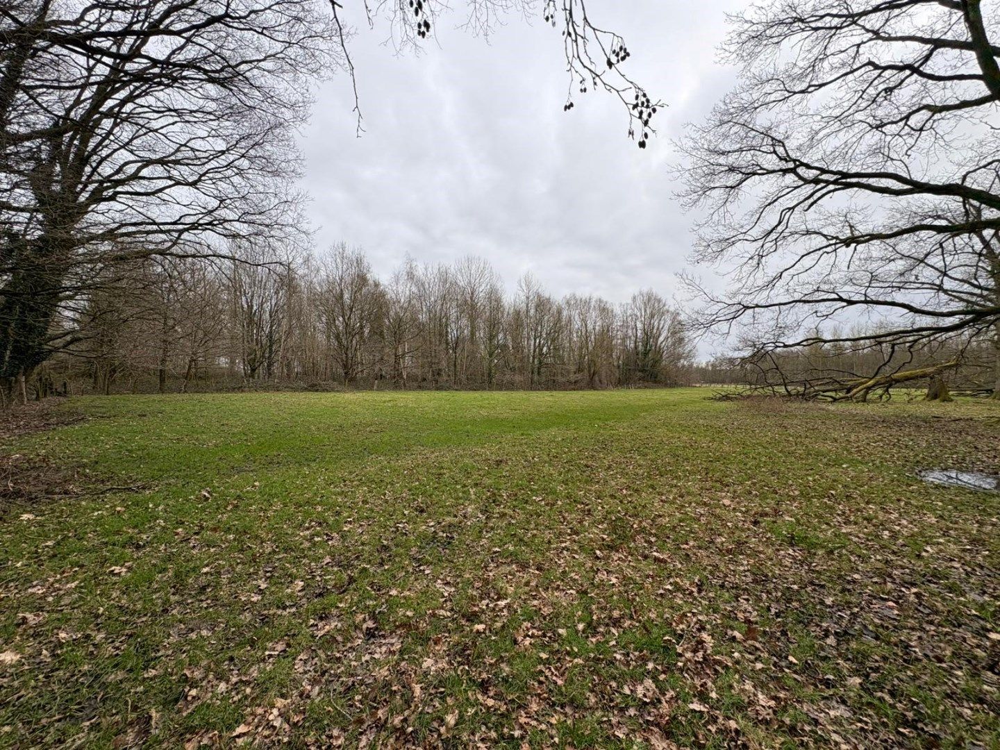 WEILAND - BOS - BOOMGAARD-HOOG foto 8