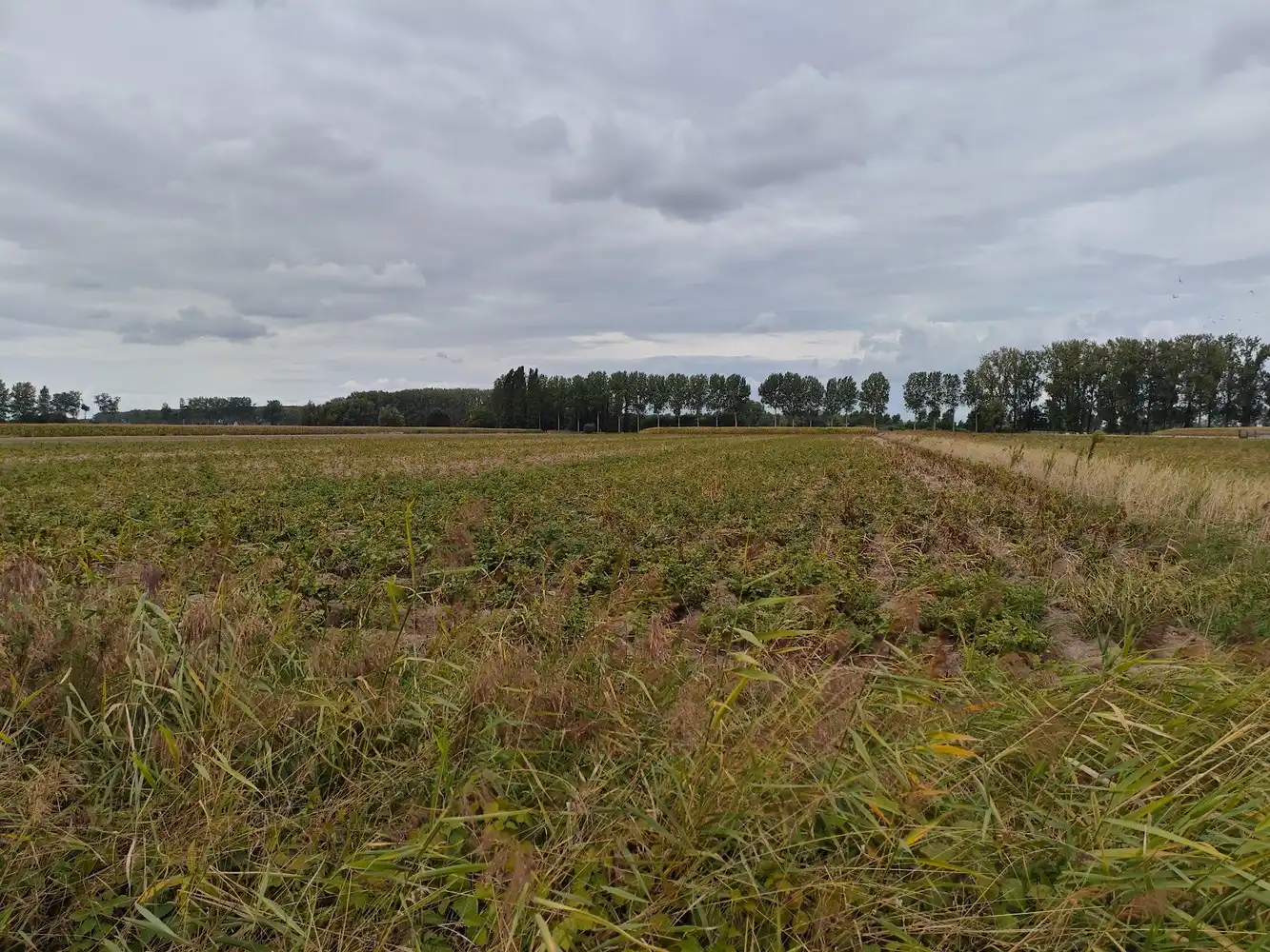Te koop vrije landbouwgrond gelegen nabij Graafjansdijk foto 2