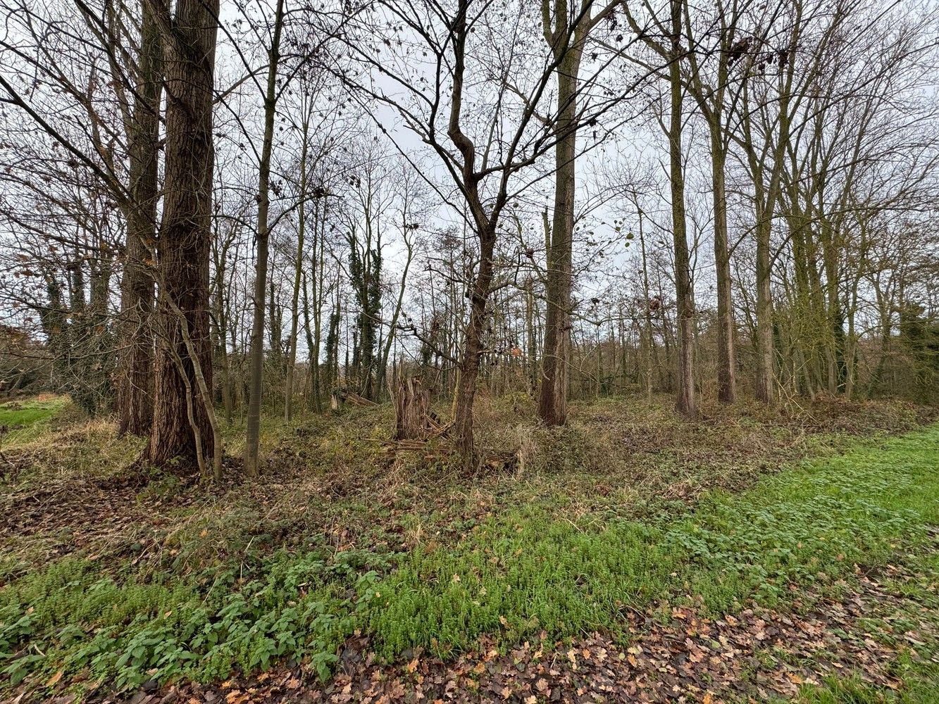 Bosgronden te Lummen foto 2