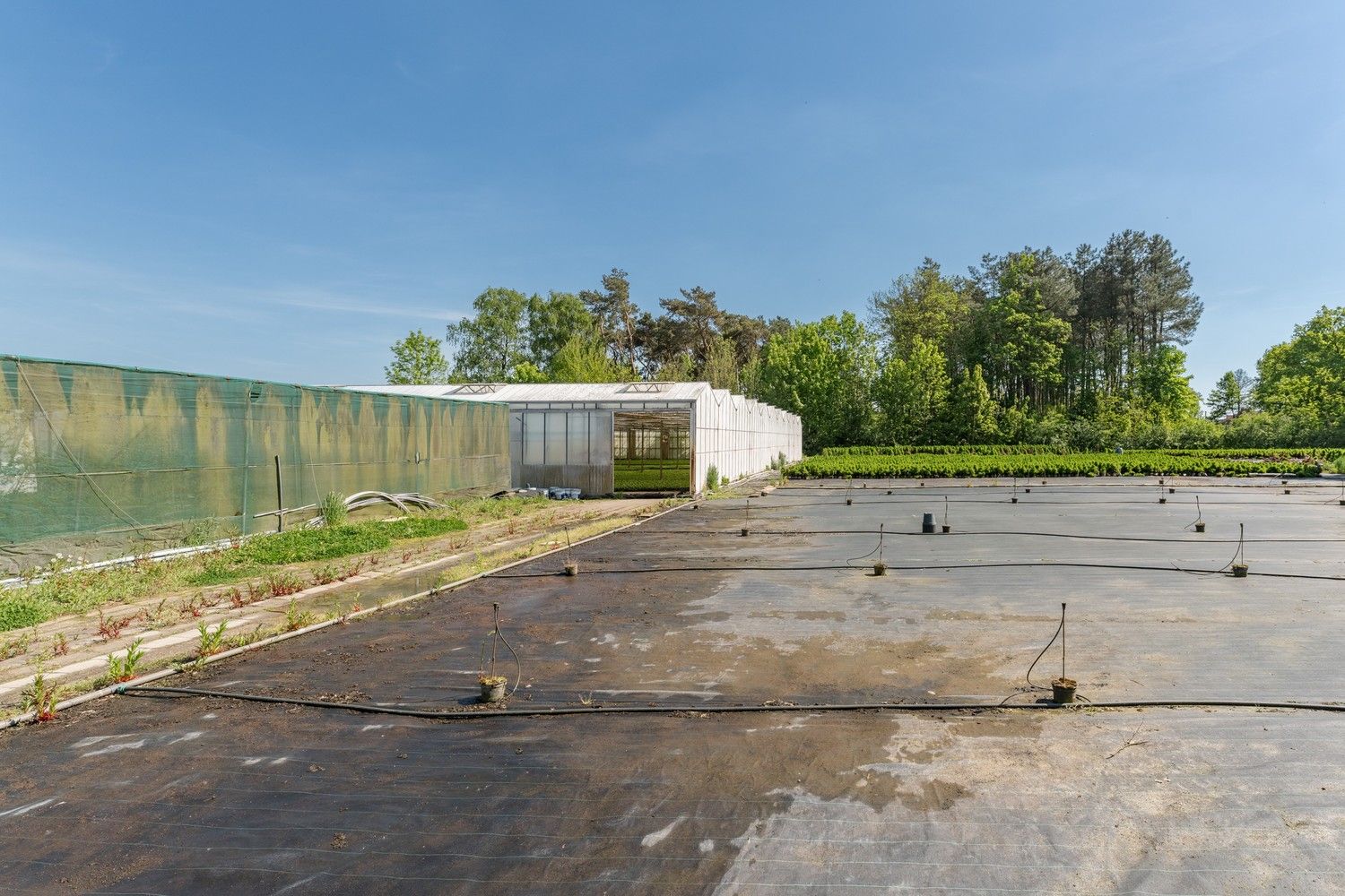 Uitgebreid Tuindersbedrijf met Woonhuis, Serres, Schermhallen en grote Bedrijfsloods op 2ha56a77! foto 17