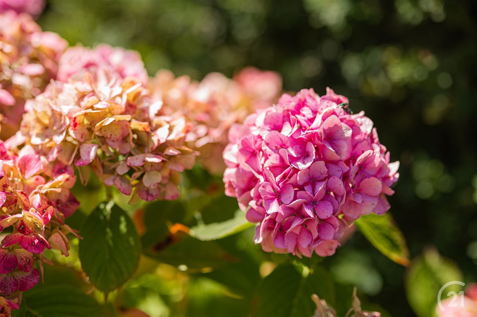 Te renoveren gezinswoning met tuin op +/- 9are foto 6