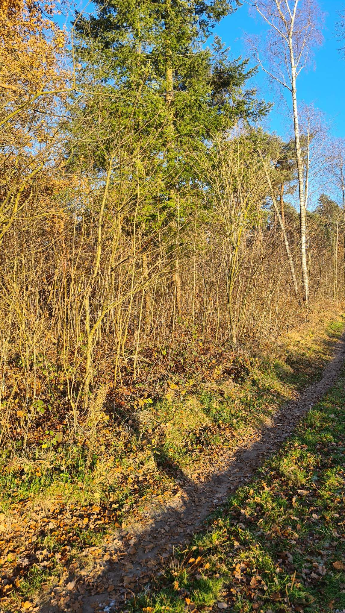 BOSGROND (11425 m²) IN TURNHOUT foto 6