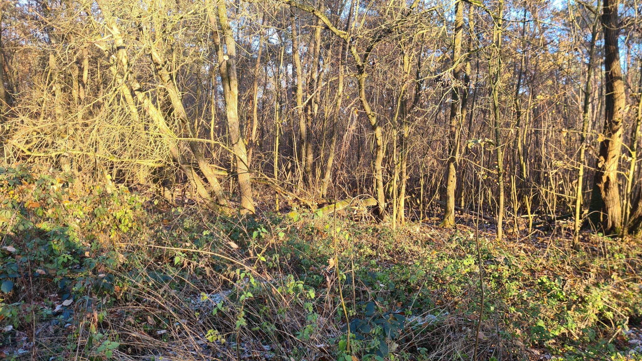 BOSGROND (11425 m²) IN TURNHOUT foto 3