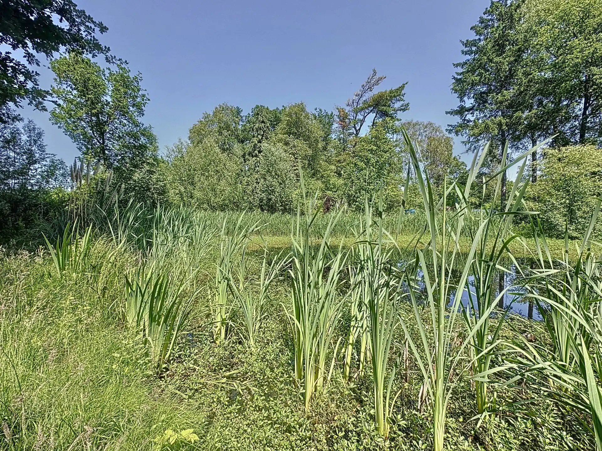 Uniek stuk recreatiegrond met vijver en bouwmogelijkheid – 2154 m². foto 9