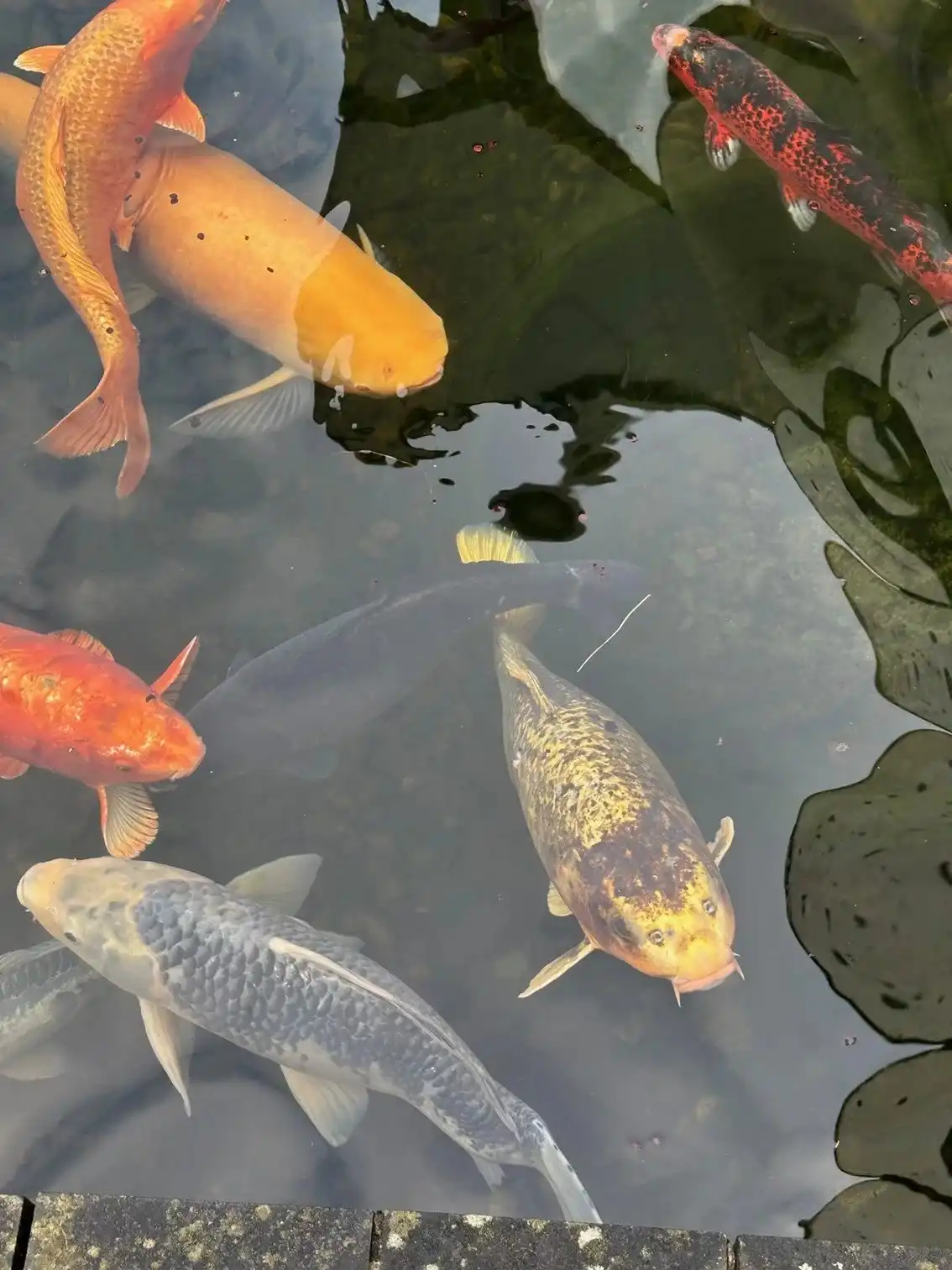 Unieke moderne woning met een dubbele bestemming op een perceel van 29a24ca. foto 80