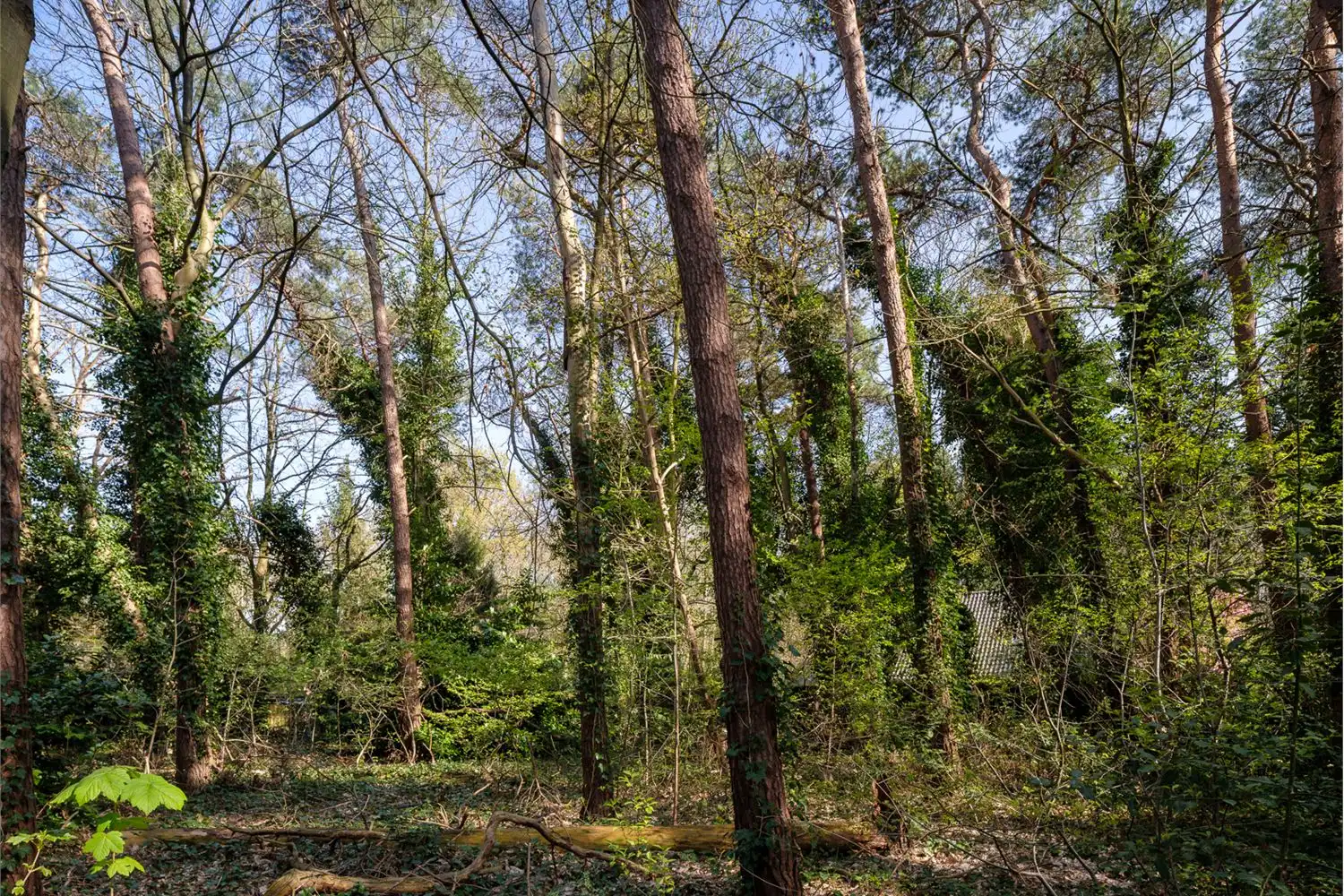 Bouwgrond van ca. 2.021m2 met zuidelijke oriëntatie foto 4