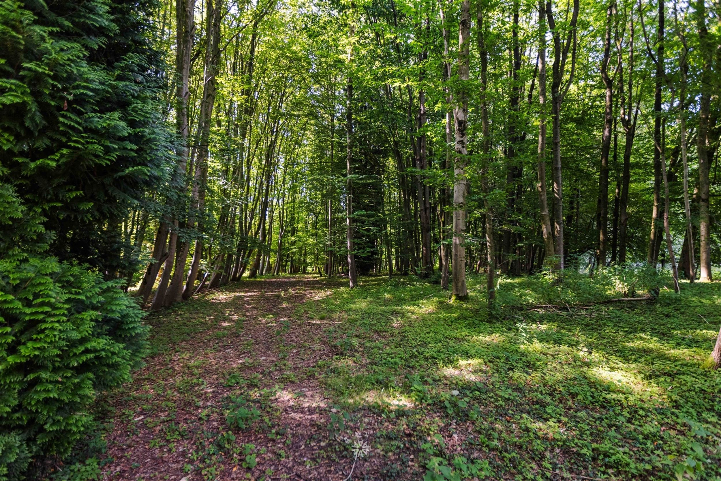 Uniek gelegen landgoed met gite midden de bossen foto 28