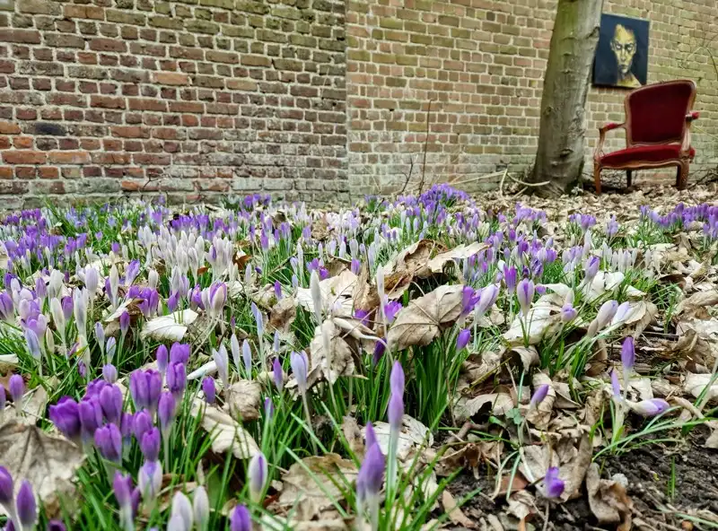 2 grondig te renoveren/te slopen woningen te koop in centrum Vichte vlakbij kasteel Beukenhof! foto 10