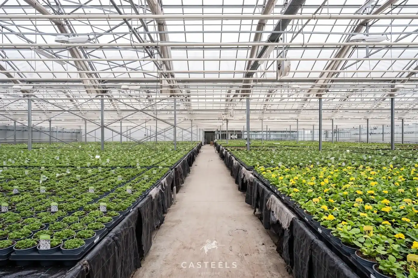Professionele tuinbouwsite van 1,98 ha met 9.400 m² serres nabij E17 / R4 foto 8