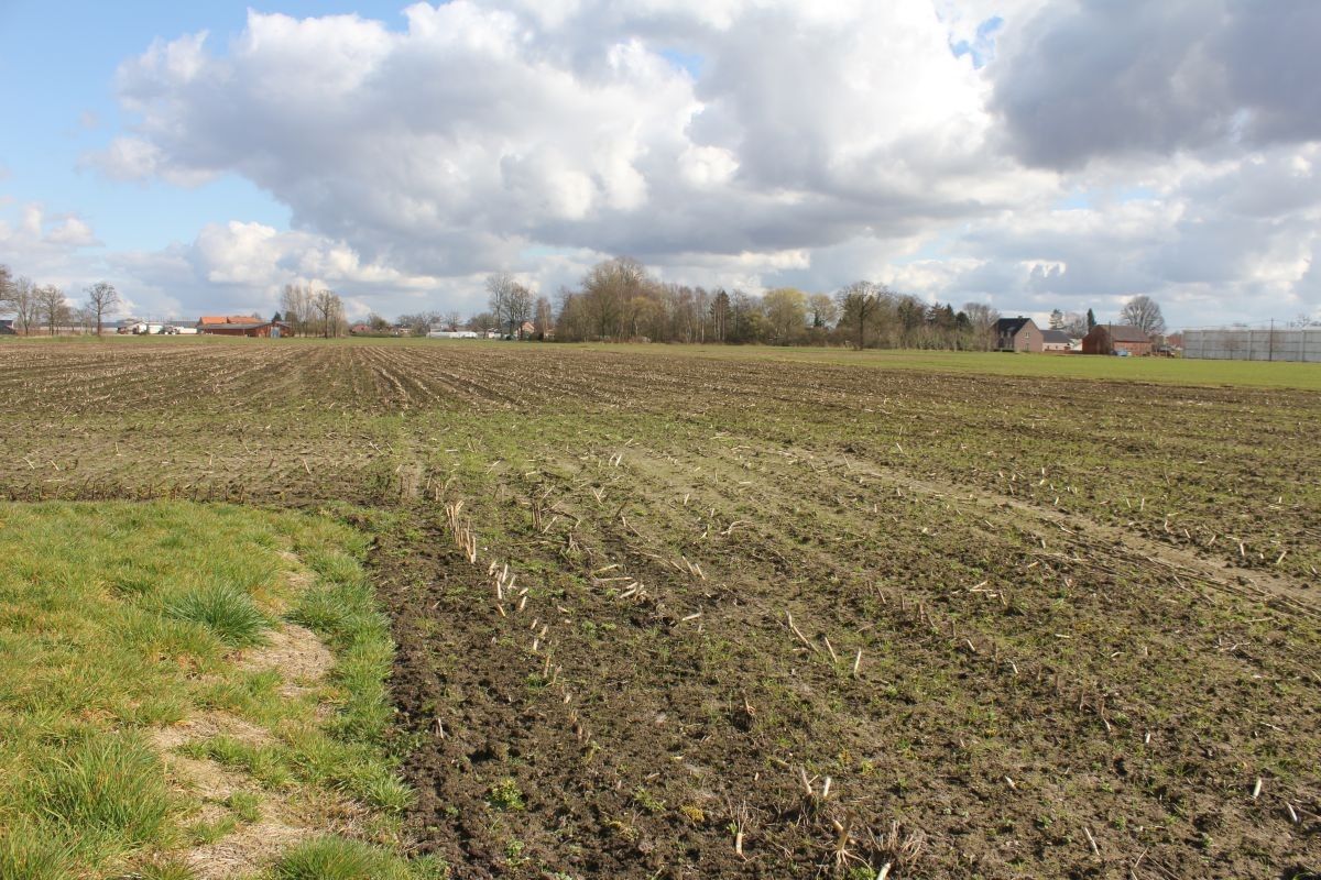 Hoeve met stallen en landbouwgrond te koop te Weelde foto 12