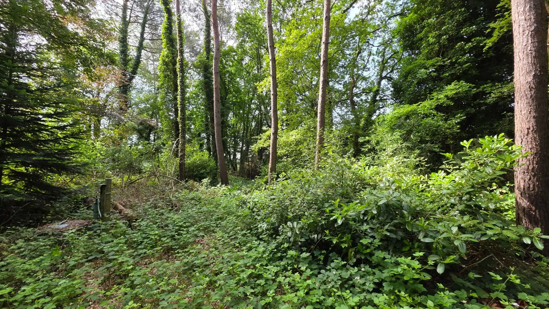 Rustig gelegen perceel bosgrond van 4.056 m² in groene omgeving te Tremelo foto 3