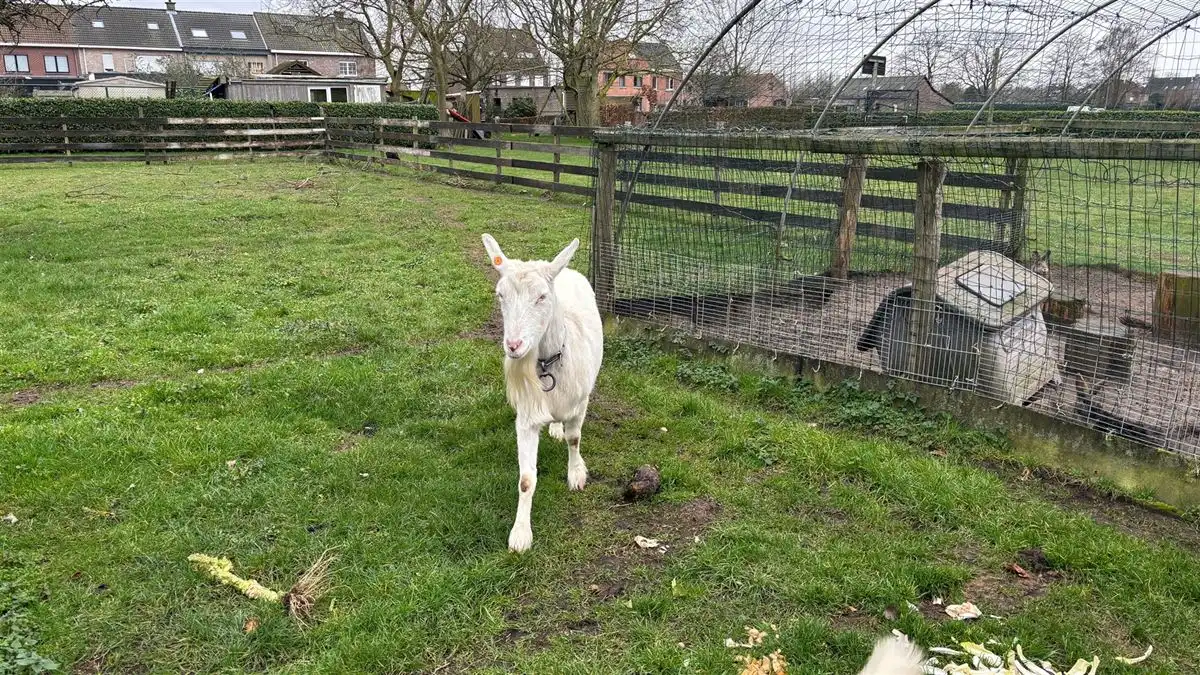 Top gelegen perceel weiland foto 7